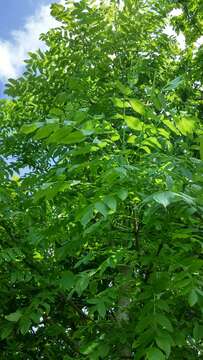 Imagem de Fraxinus excelsior L.