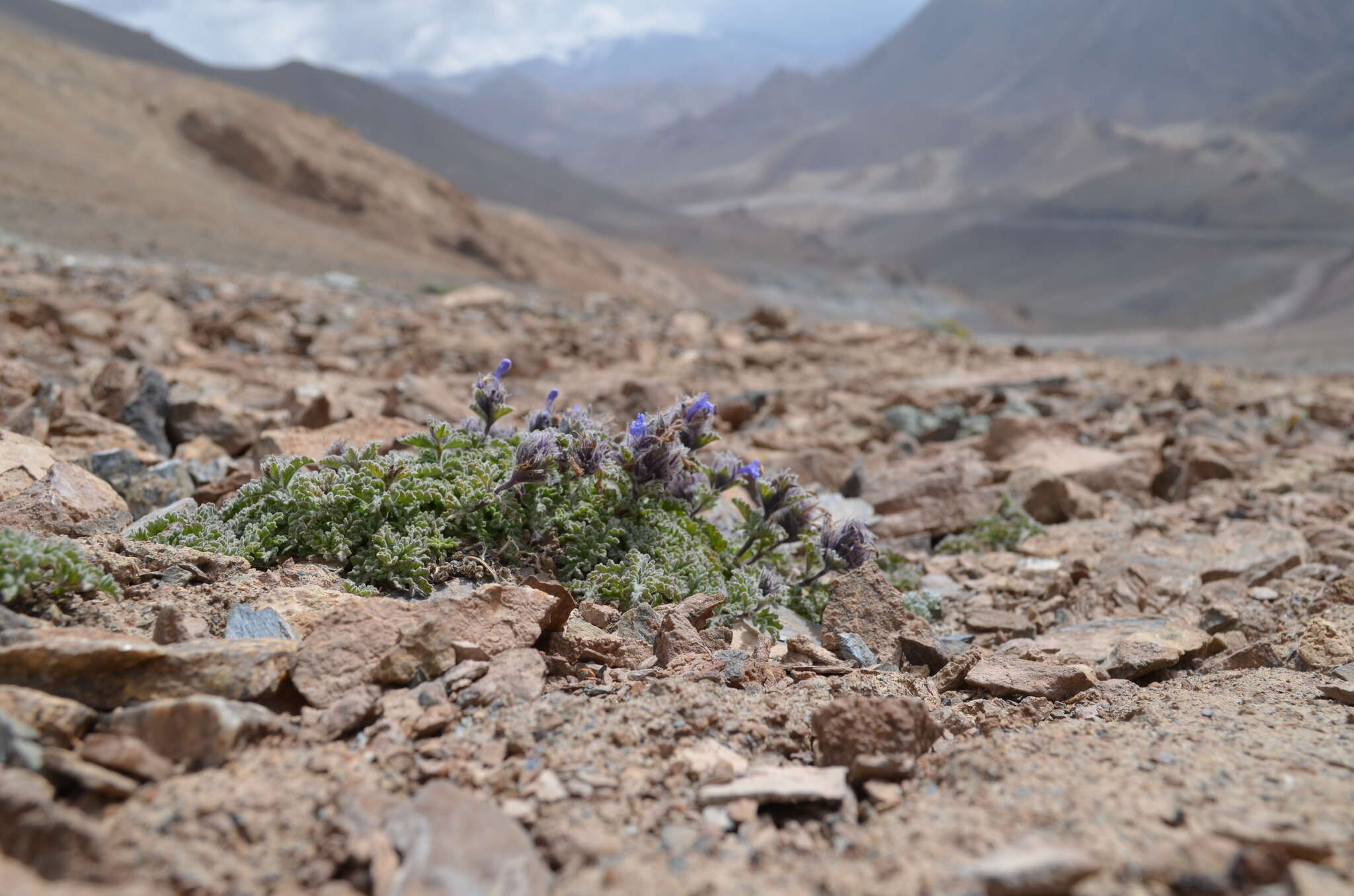 Plancia ëd Nepeta longibracteata Benth.