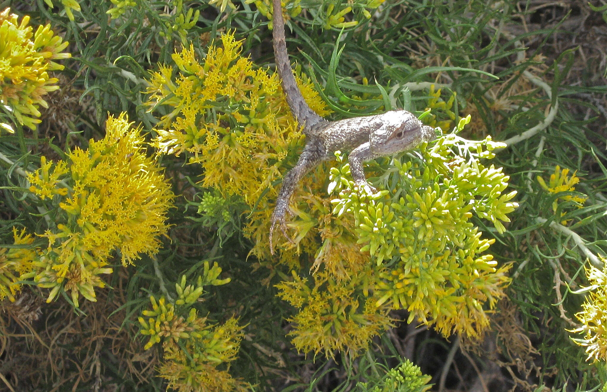 Image of Sceloporus tristichus Cope 1875