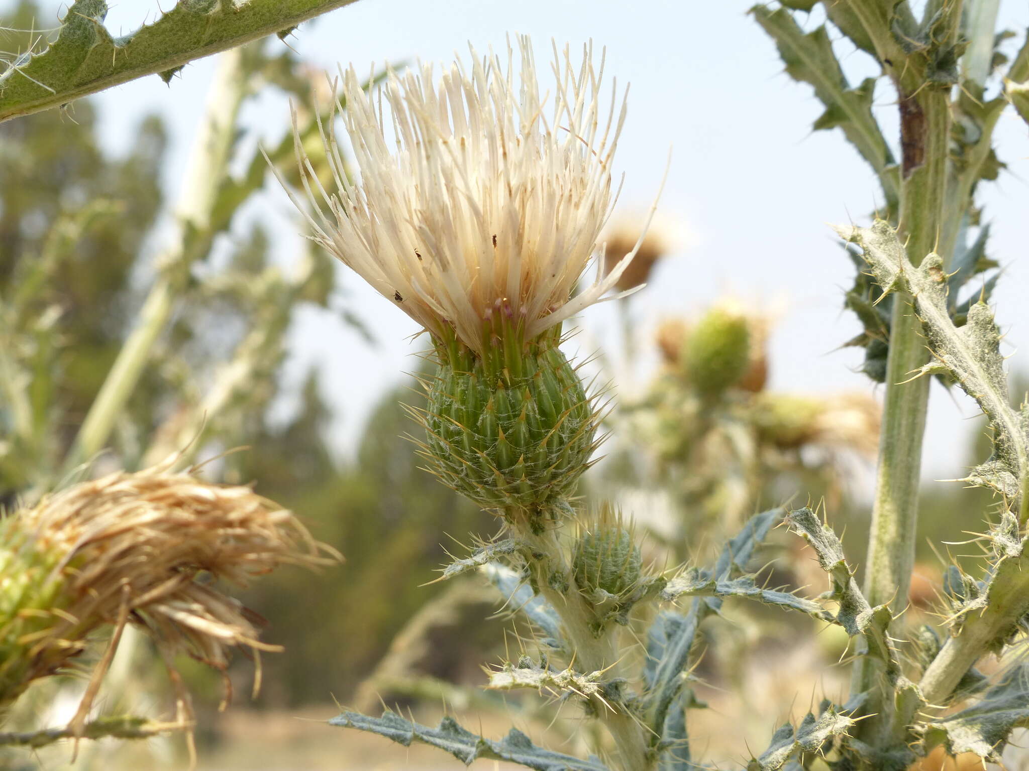 Cirsium cymosum var. canovirens (Rydb.) D. J. Keil的圖片