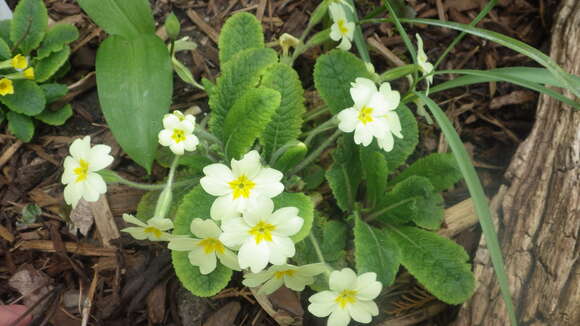 Image of <i>Primula <i>vulgaris</i></i> subsp. vulgaris