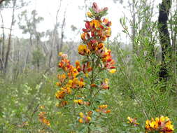 Sivun Pultenaea daphnoides Wendl. kuva