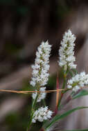 Polygonella robusta (Small) G. L. Nesom & V. M. Bates resmi