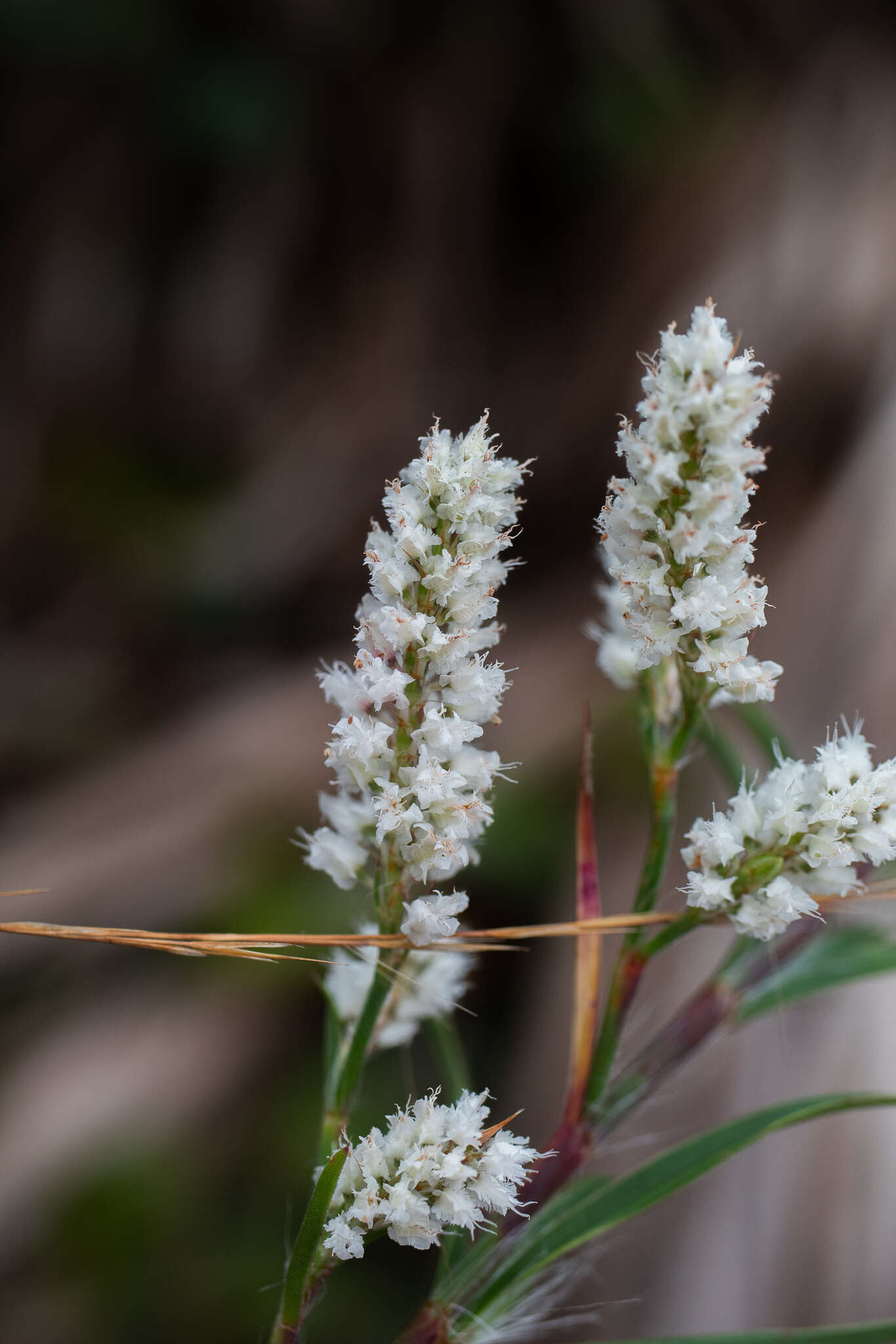 Polygonella robusta (Small) G. L. Nesom & V. M. Bates resmi