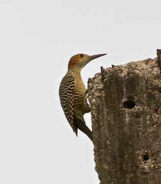 Image of Cuban Flicker