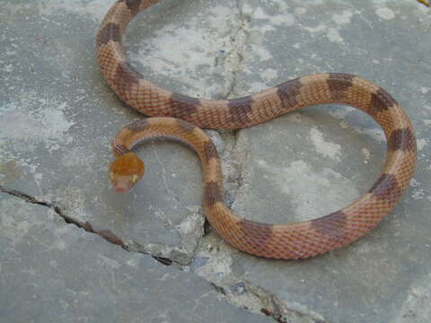 Image of Common Tiger Snake