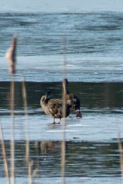 Image of American Black Duck