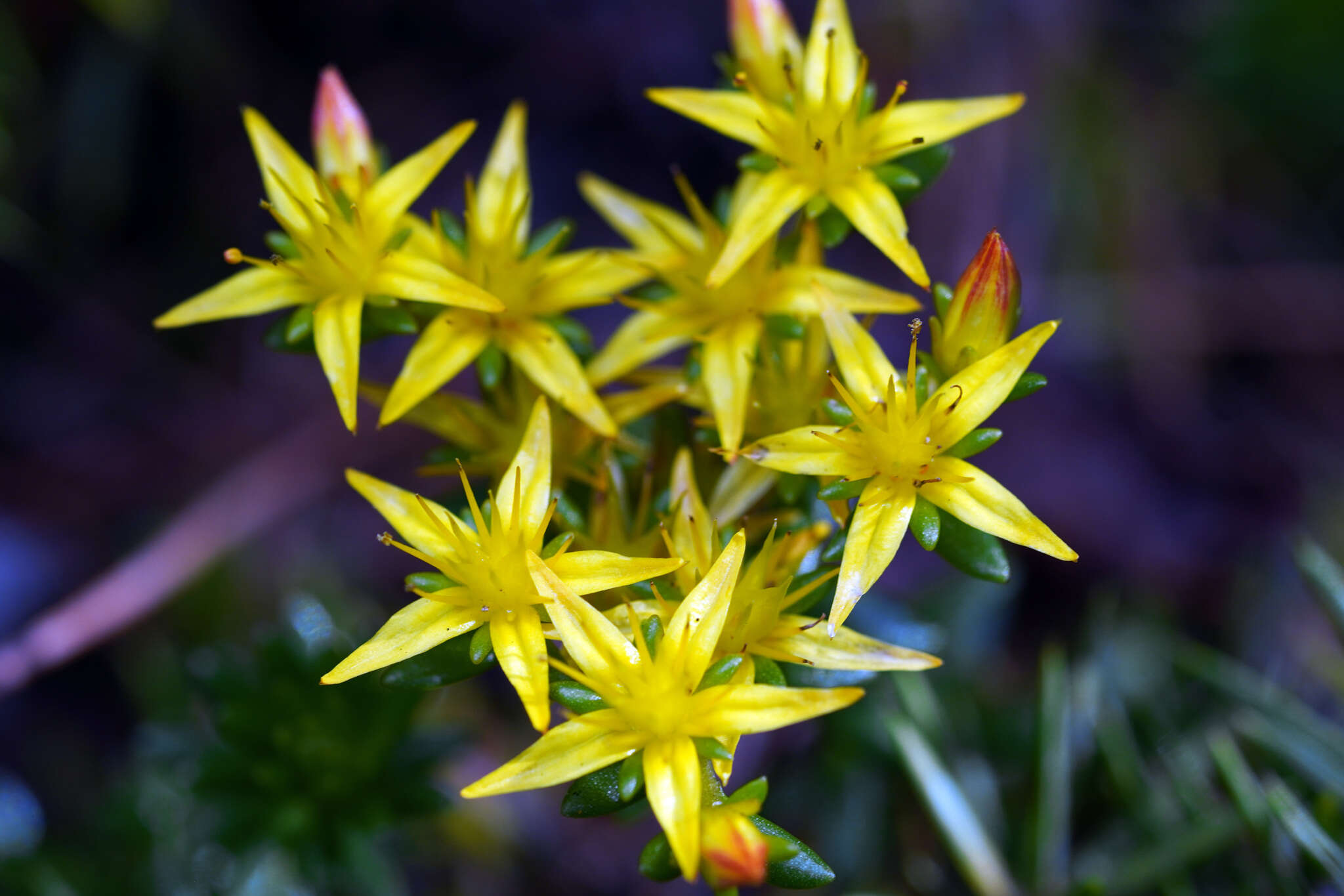 Image of Sedum morrisonense Hayata