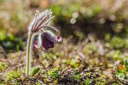 Image of Pulsatilla pratensis subsp. hungarica Soó