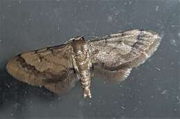 Image of Idaea trypheropa Meyrick 1889