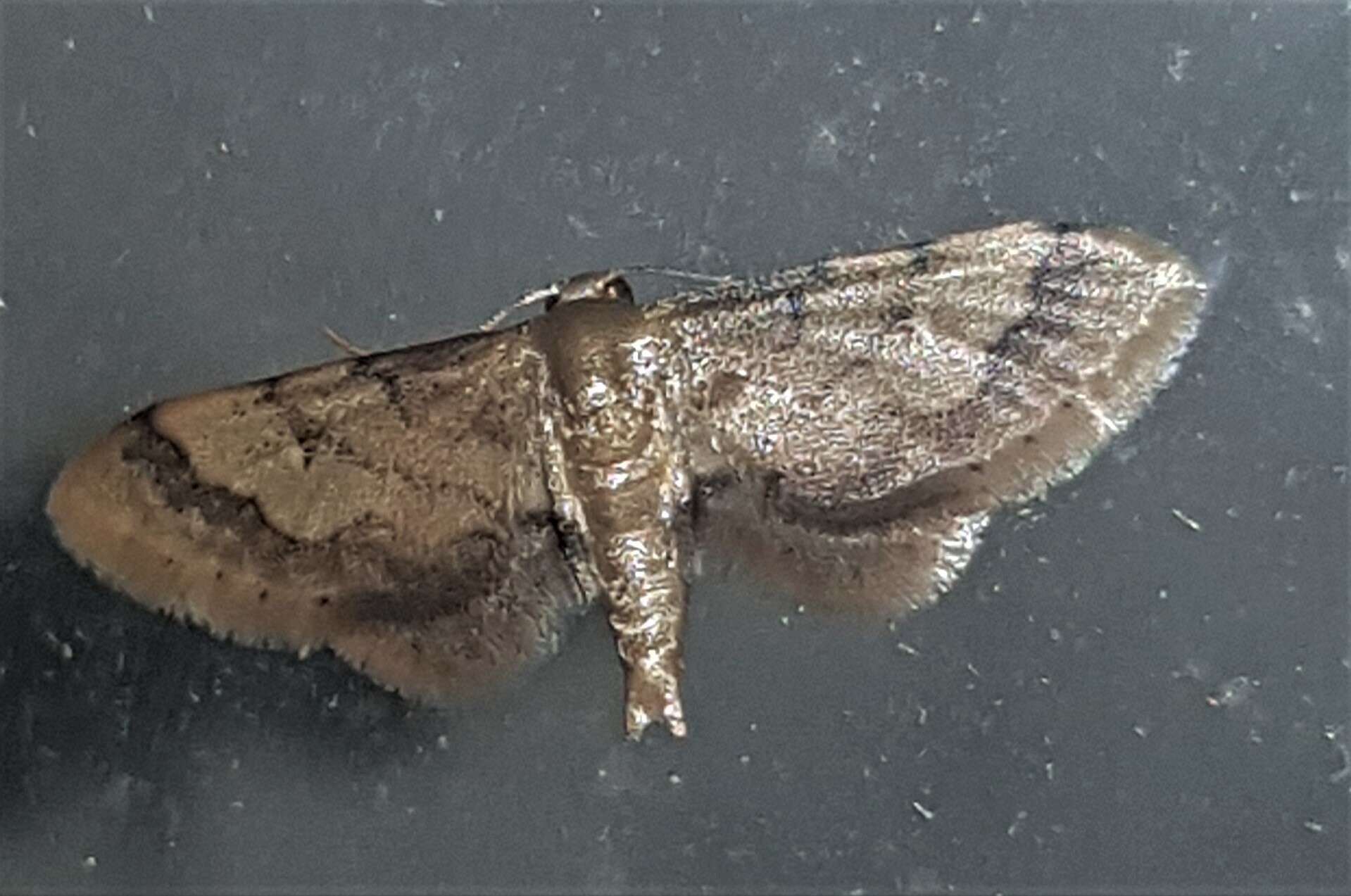 Image of Idaea trypheropa Meyrick 1889