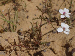 Image of Pelargonium senecioides L'Her.