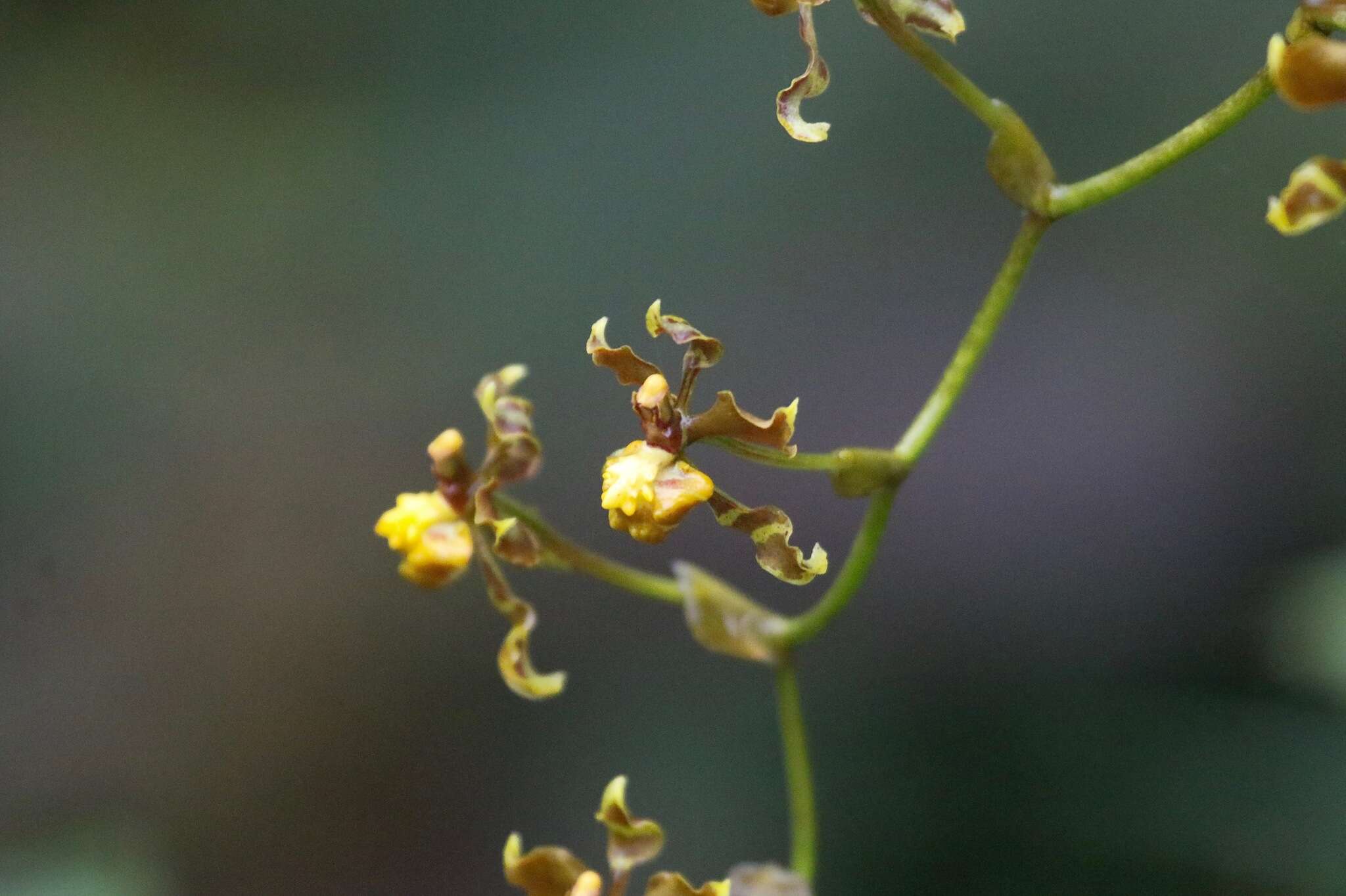 Image of winged-lady orchid