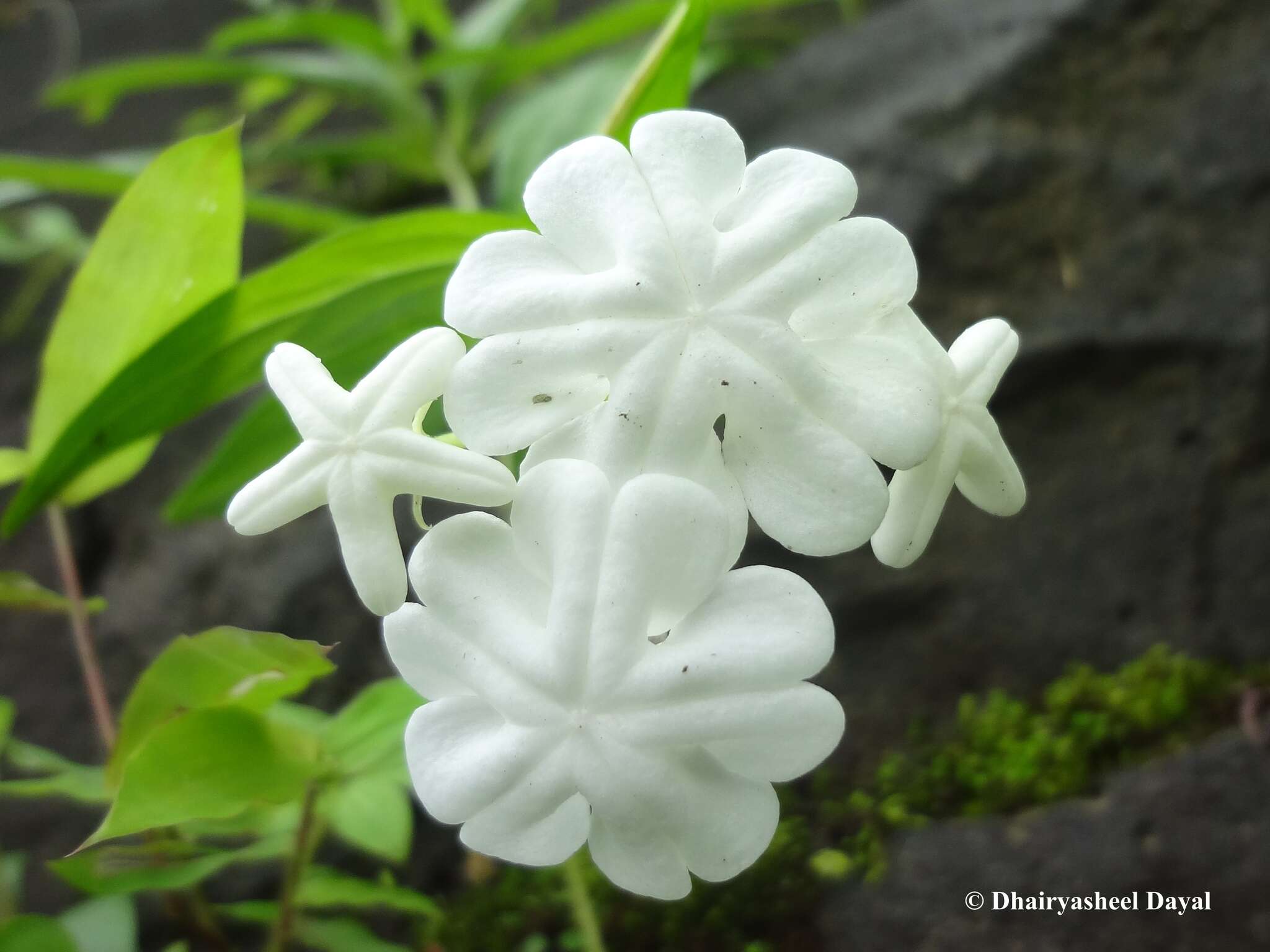 Image of Ceropegia santapaui Wadhwa & Ansari