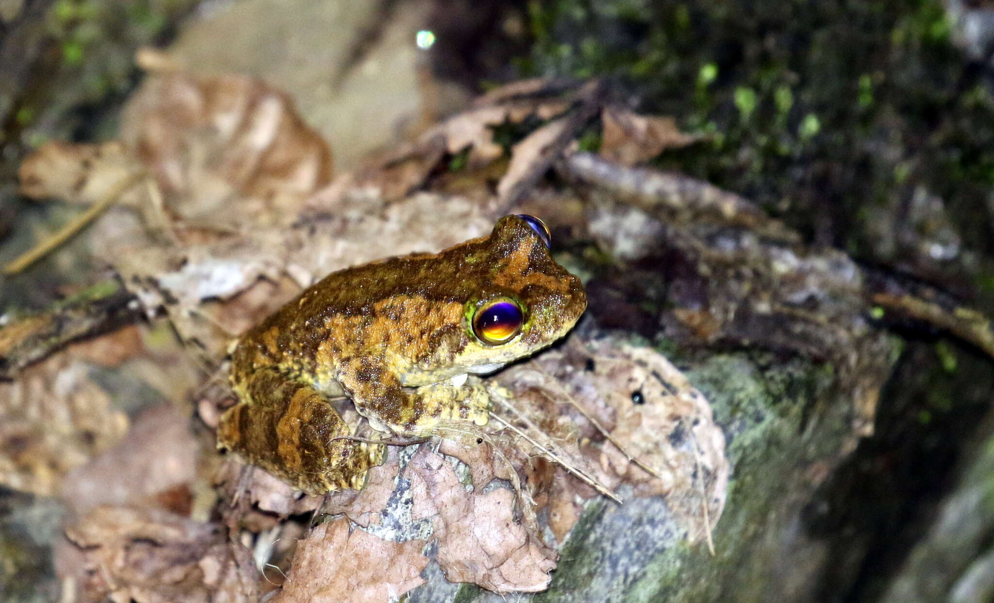 Image of Green-eyed treefrog