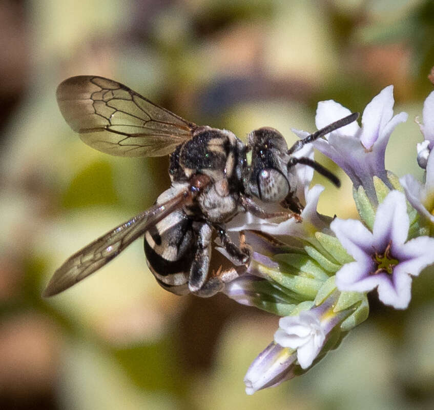 Imagem de Epeolus compactus Cresson 1878