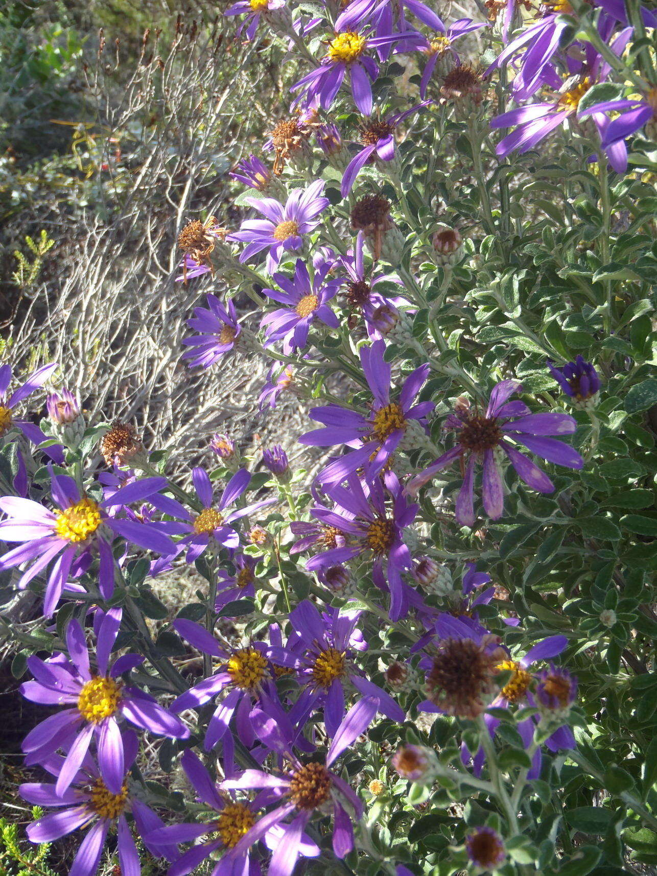 Imagem de Printzia polifolia (L.) Hutch.