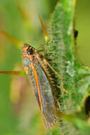 Image of Graphocephala aurolineata (Fowler 1900)