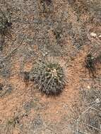 Image of Pima Pineapple Cactus