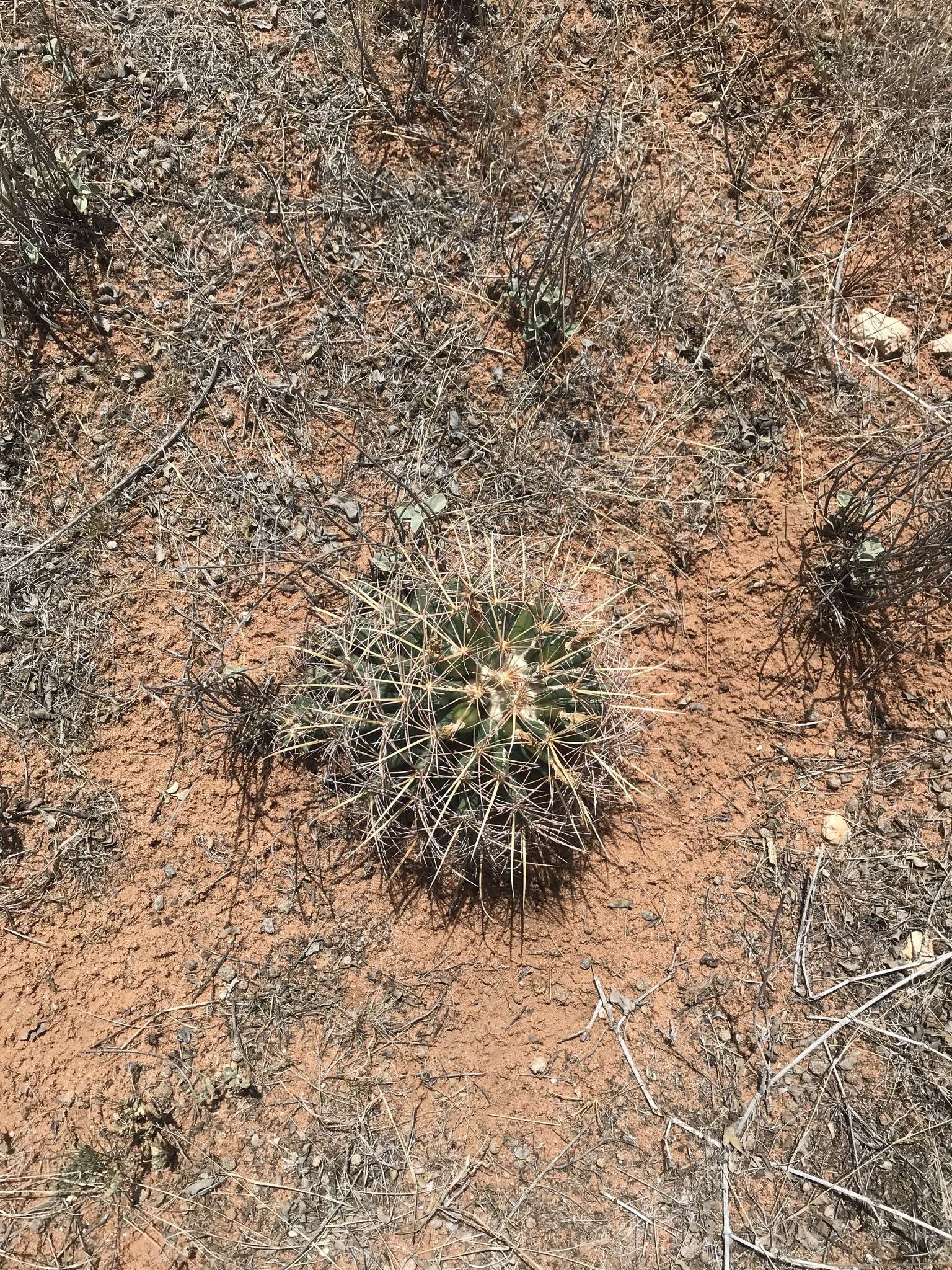 Image of Pima Pineapple Cactus