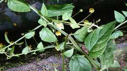 Image of Lysimachia capillipes Hemsl.