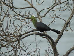 Image of Livingstone's Turaco