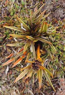 Image de Aciphylla traillii T. Kirk