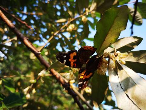 Image of Asian Admiral