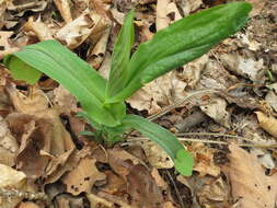 Image of Bupleurum longiradiatum Turcz.