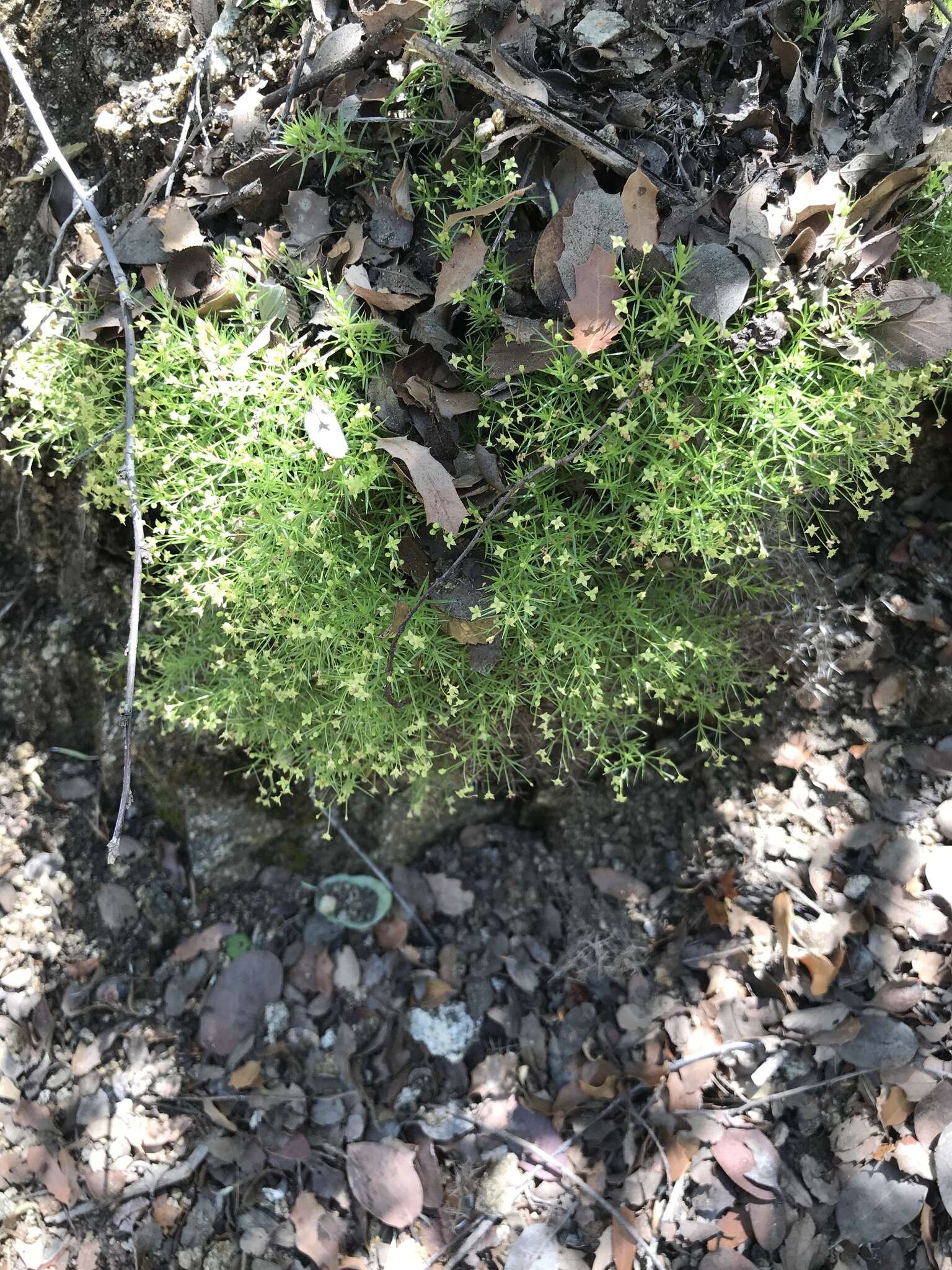 Image of Andrews' bedstraw