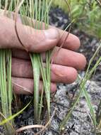 Image of Andropogon cumulicola