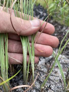 Image de Andropogon cumulicola