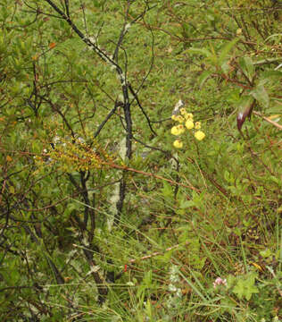 Image of Calceolaria myriophylla Kränzl.