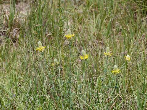 Image de Dalea aurea C. Fraser