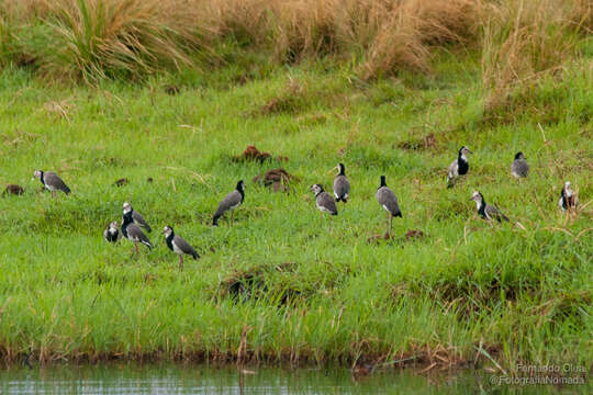 Image of Long-toed Lapwing