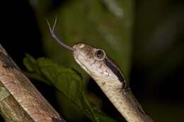 Image of Dog-toothed Cat Snake