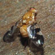 Image of Walnut Husk Maggot