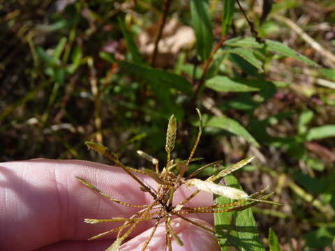 Image of Yellow Flat Sedge