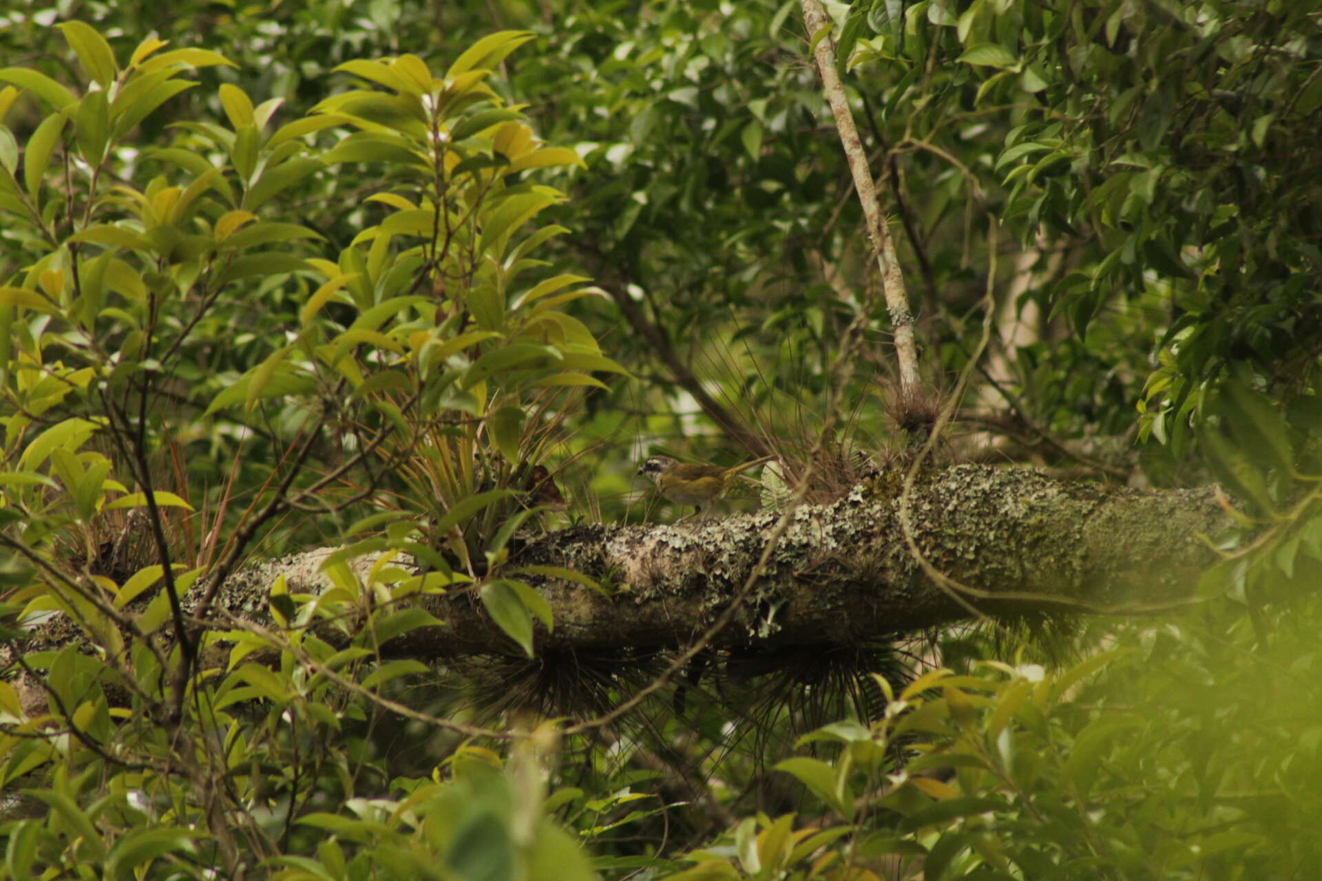 Image of Common Bush Tanager