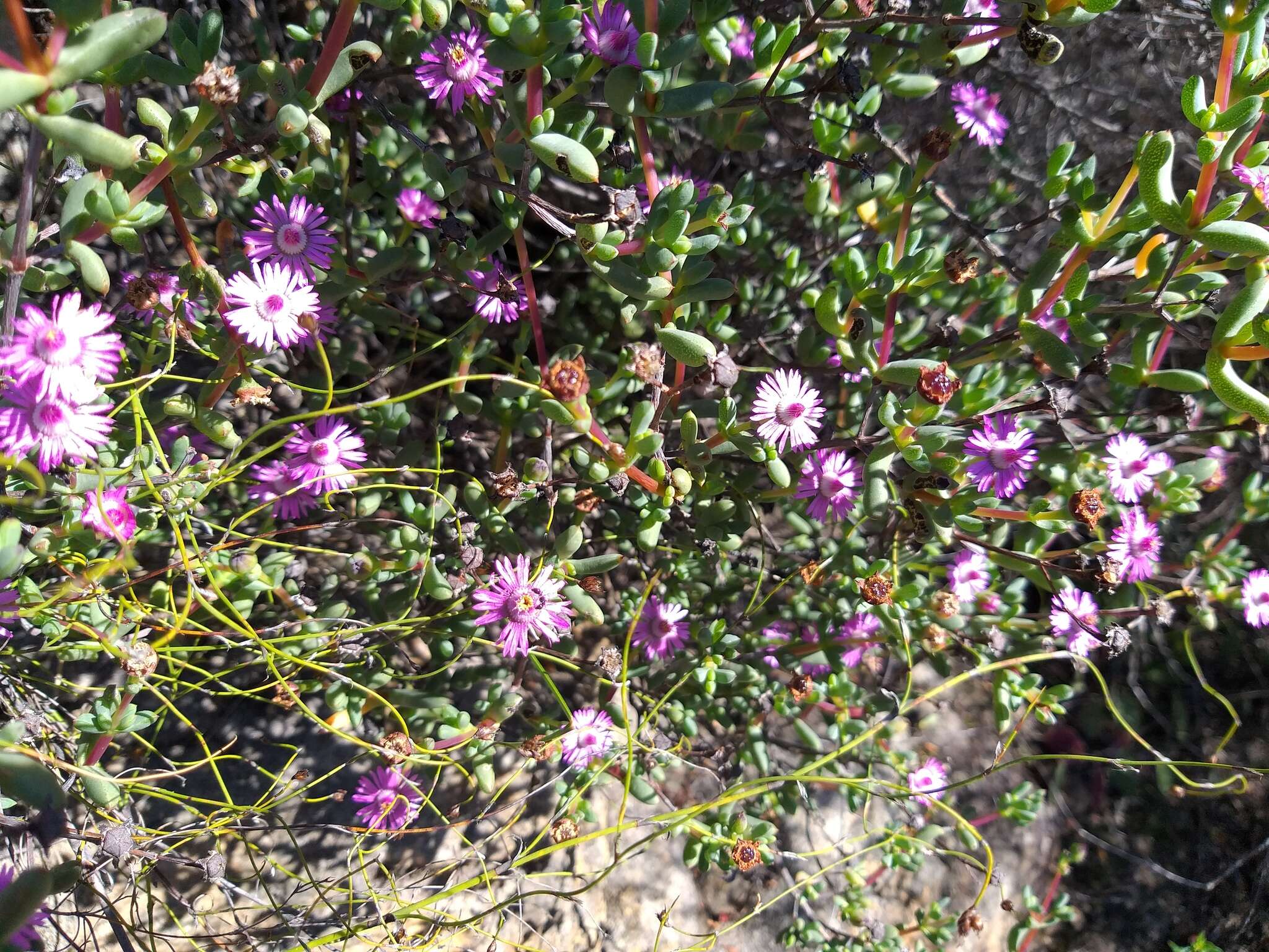 Imagem de Oscularia cedarbergensis (L. Bol.) H. E. K. Hartm.