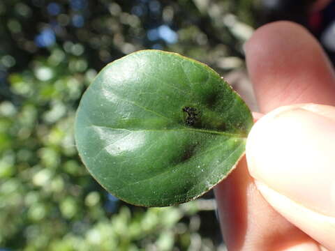 Image of Dovyalis rotundifolia (Thunb.) Harv.