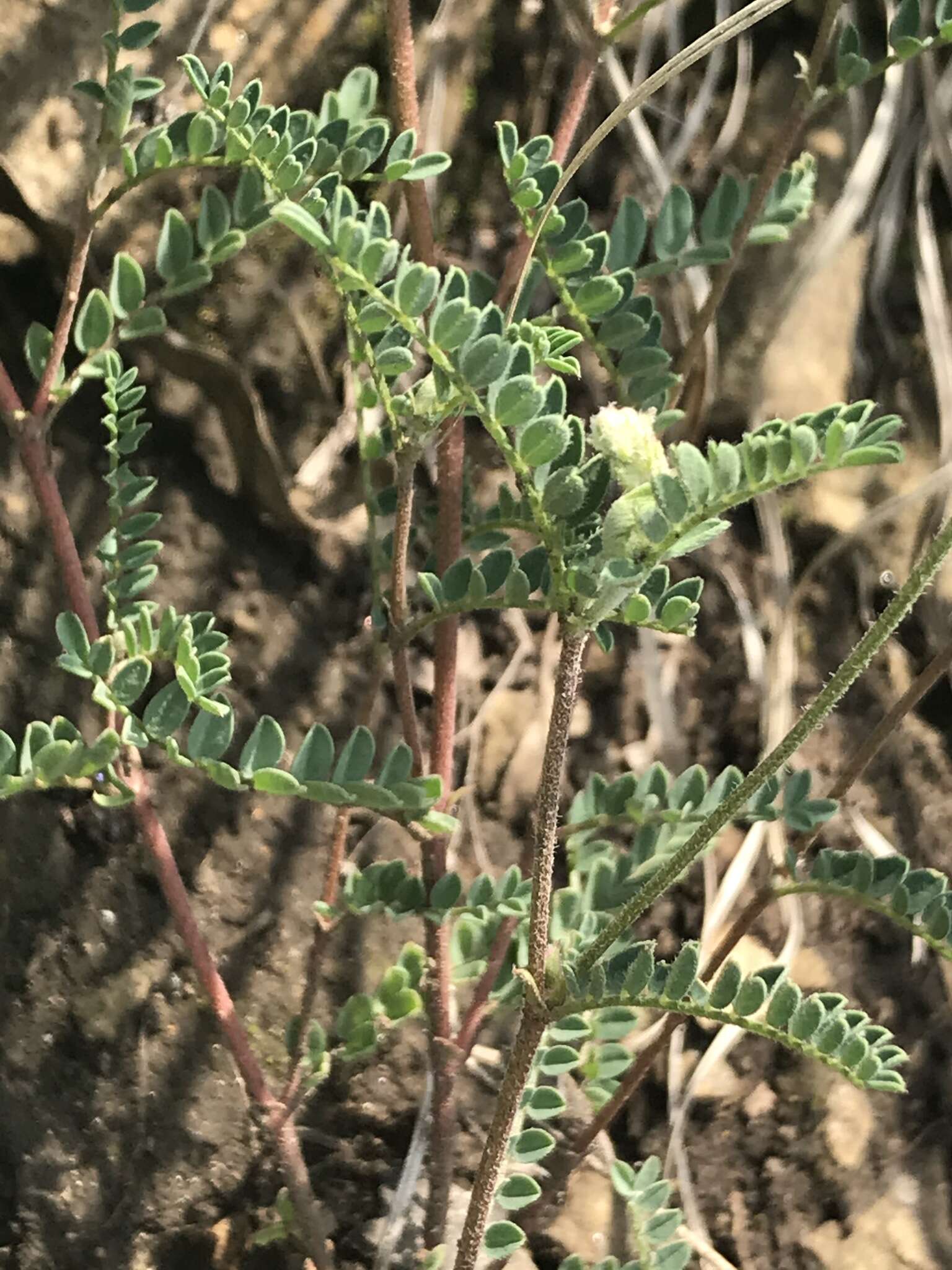 Sivun Astragalus strigulosus Kunth kuva