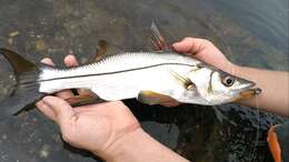 Image of Blackfin snook