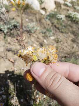 Plancia ëd Senecio integerrimus var. exaltatus (Nutt.) Cronq.