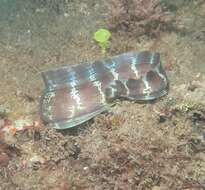 Image of Barred moray