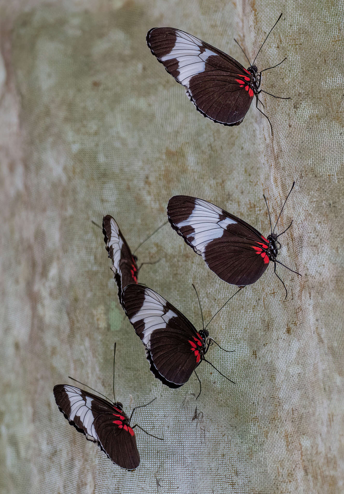 Image of Heliconius sapho Drury 1782