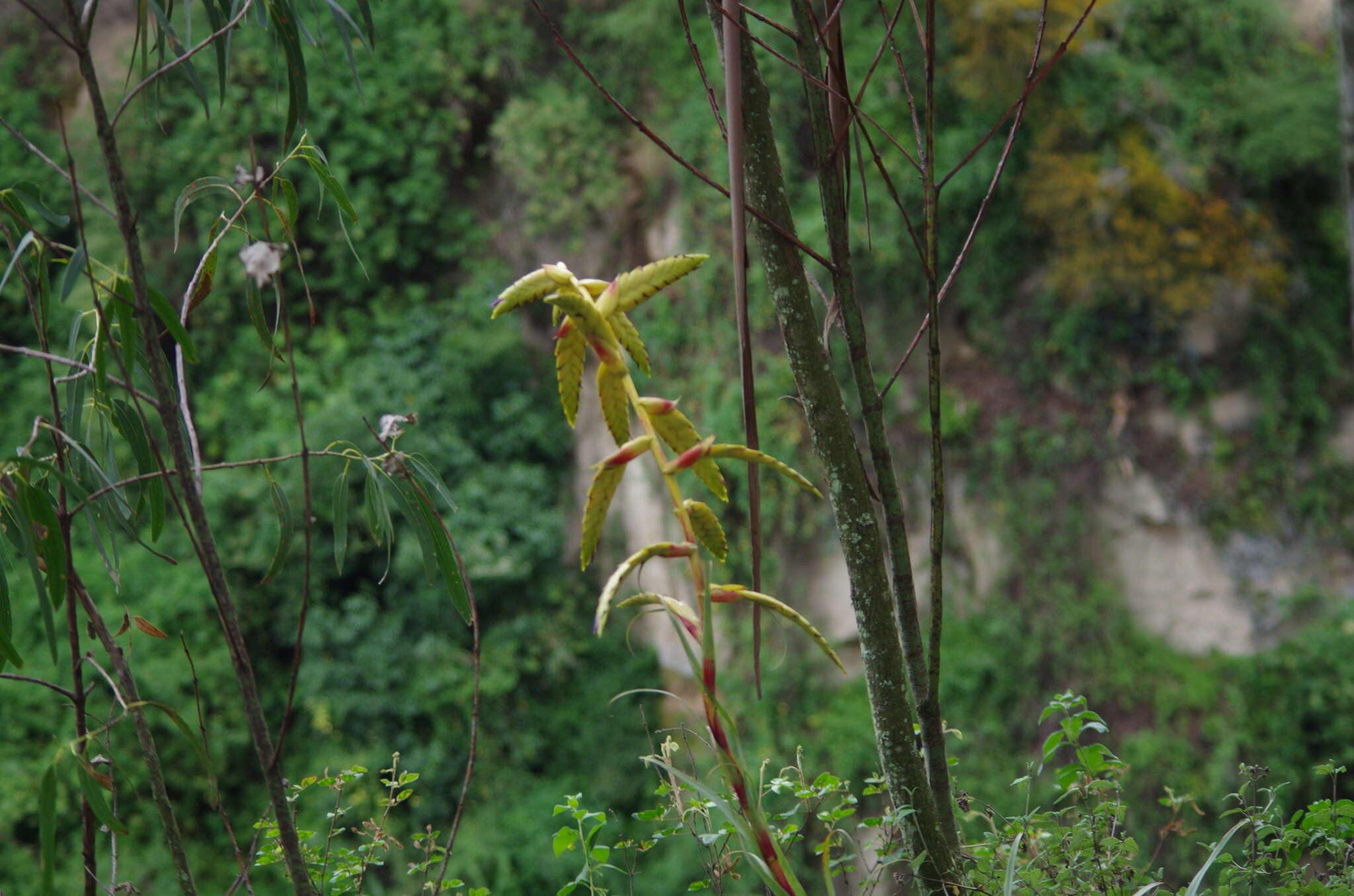 Image of Tillandsia lajensis André