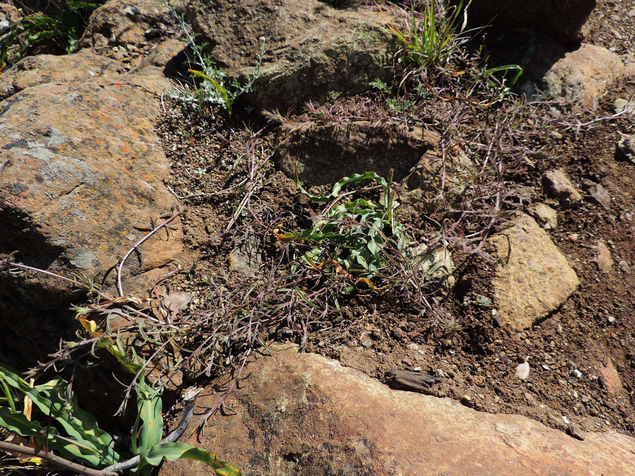 Image of Mt. Diablo bird's-beak