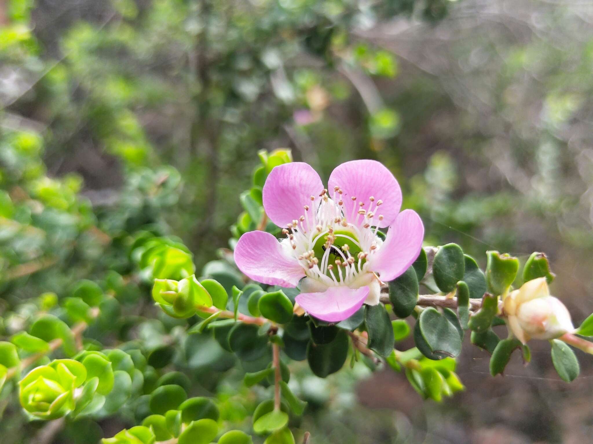 Sivun Leptospermum rotundifolium (Maiden & Betche) F. A. Rodway kuva