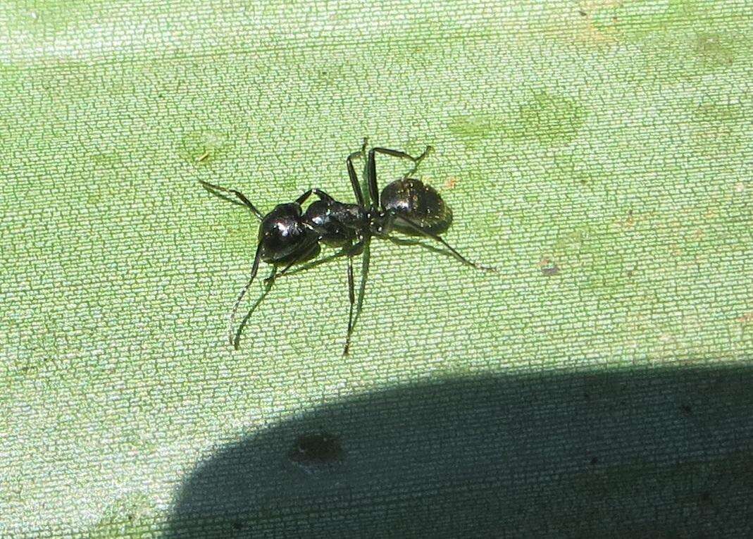 Image of Camponotus arminius Forel 1910